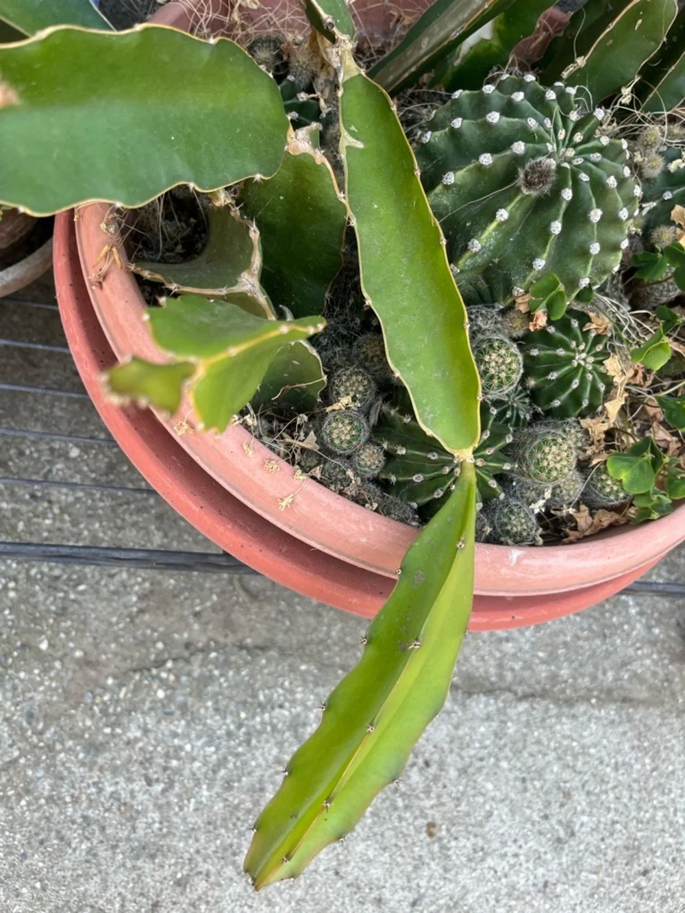 N/A healthy dragon